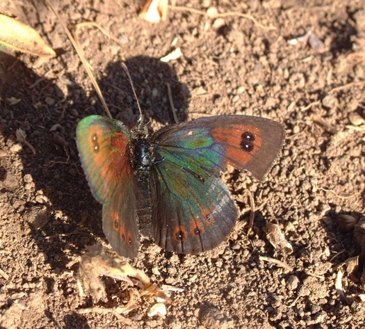 Erebia cassioides